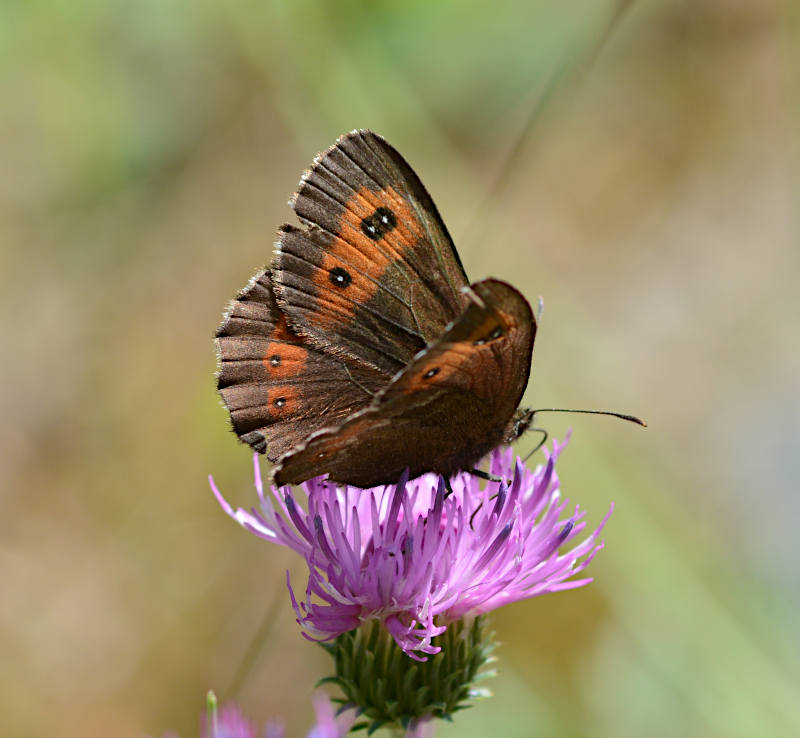 Zomererebia