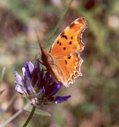 Zuidelijke aurelia