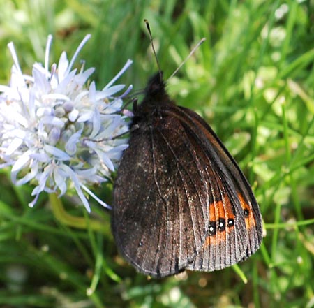 Zuidelijke erebia