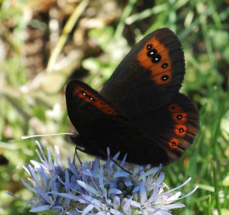 Zuidelijke erebia