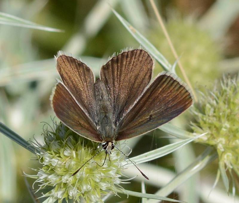 Zuidelijk esparcetteblauwtje