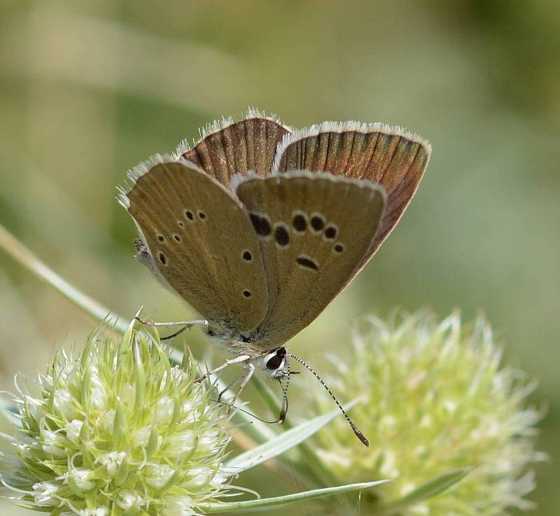 Zuidelijk esparcetteblauwtje