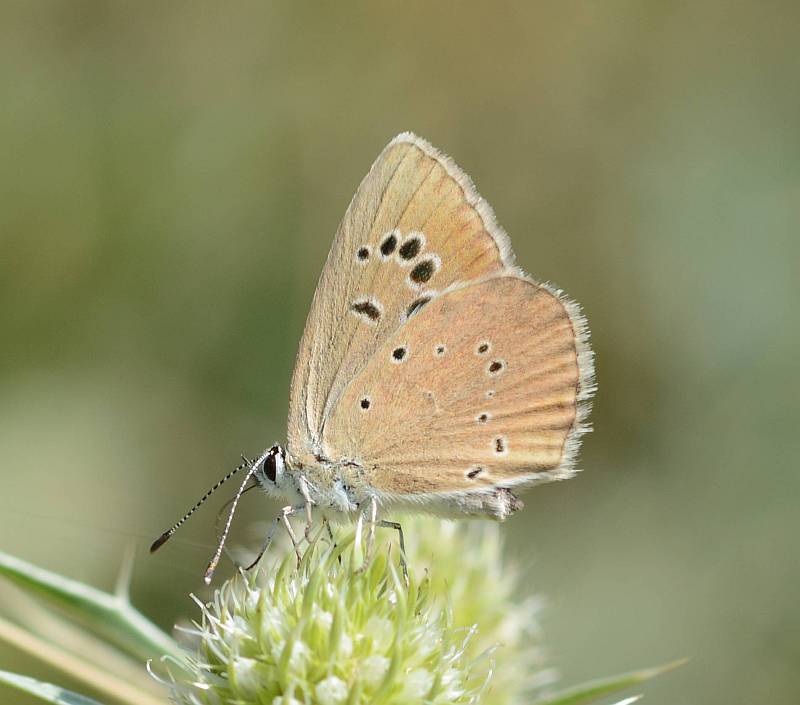 Zuidelijk esparcetteblauwtje